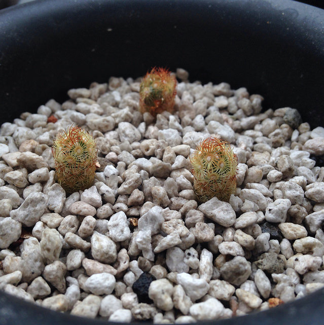 Mammillaria elongata