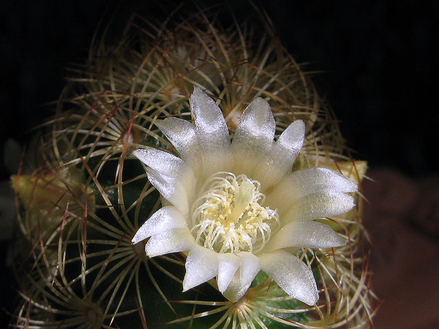 Mammillaria elongata