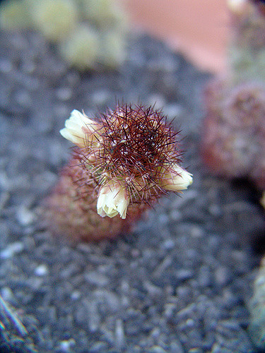 Mammillaria elongata