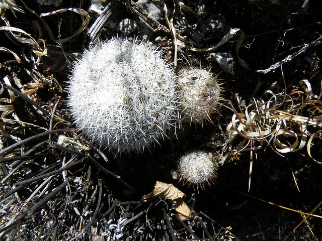 Mamilaire (Mammillaria haageana)