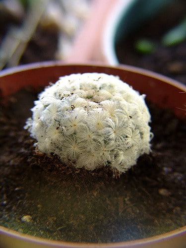 Mammillaire (Mammillaria plumosa)