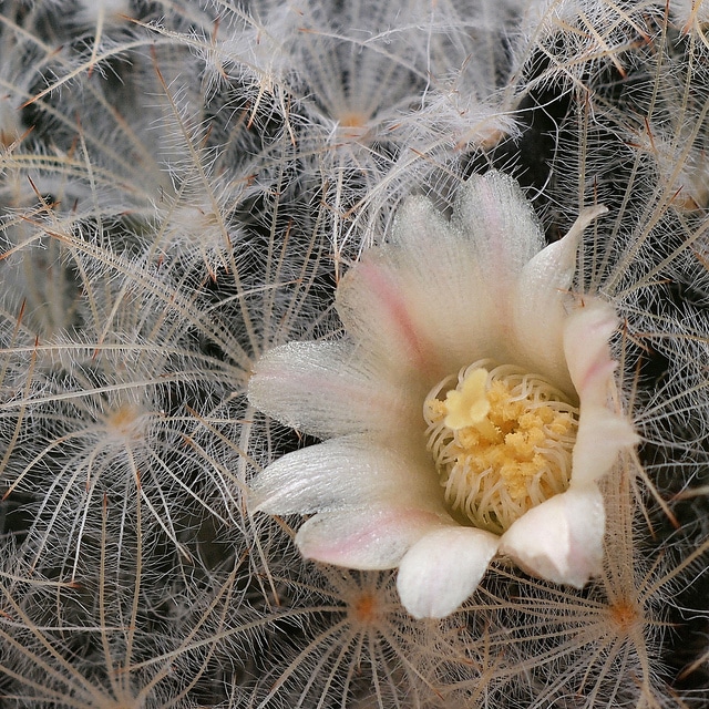 Mammillaire