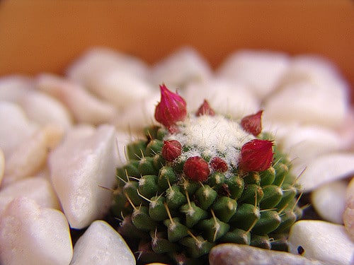 Mamillaire (Mammillaria polythele)
