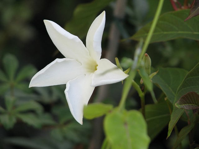 Jasmin du chili