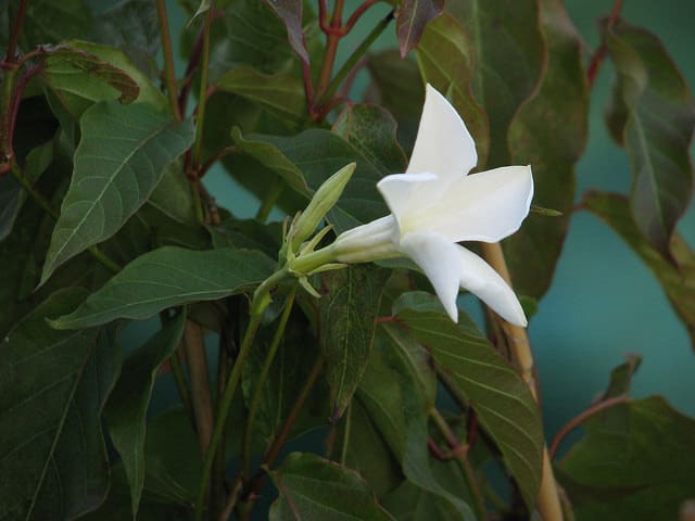 Jasmin du chili