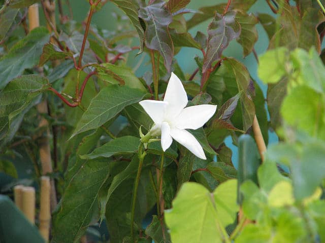 Jasmin du chili