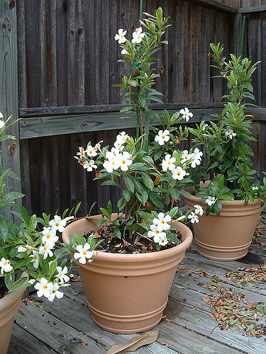 Jasmin du chili