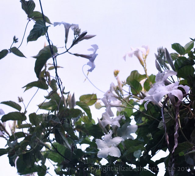 Jasmin du chili (Mandevilla laxa)