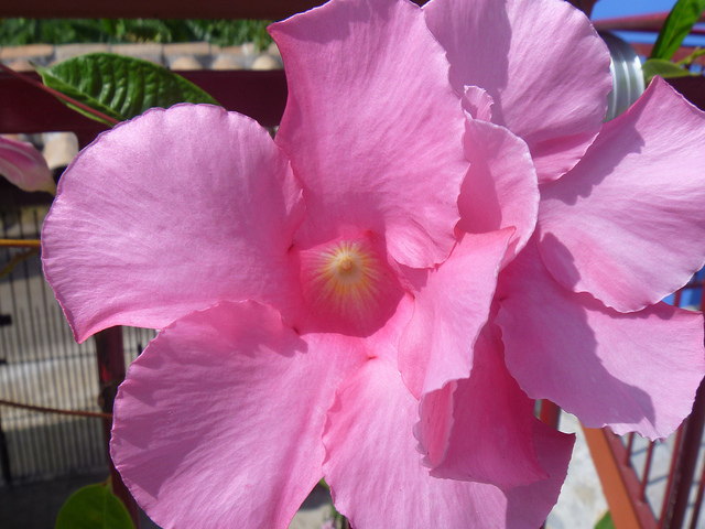 Mandévilla de sander (Mandevilla sanderi)