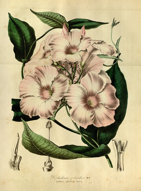 Mandevilla splendens