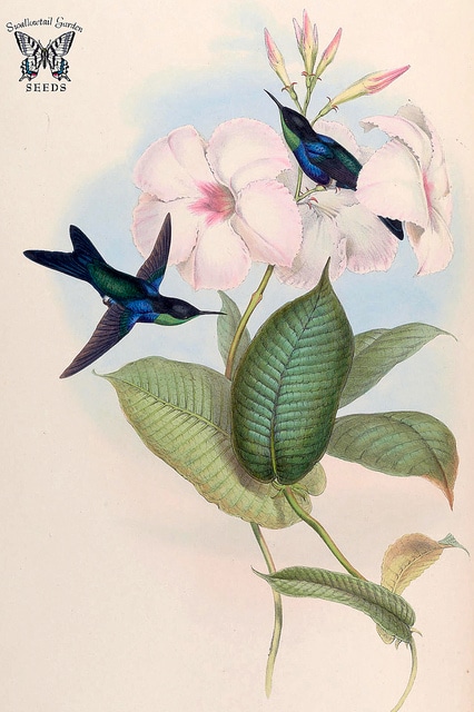 Mandevilla splendens