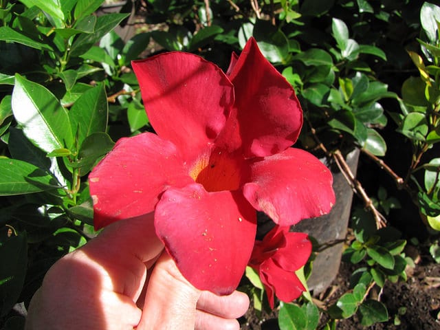 Mandevilla splendens