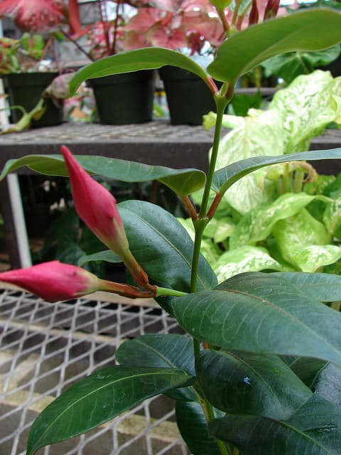Mandevilla splendens