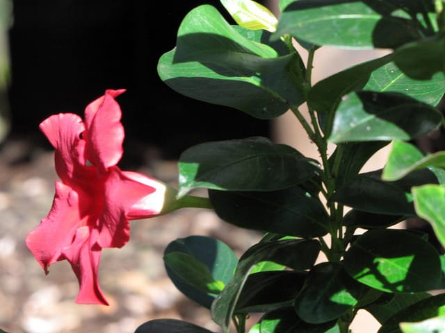 Mandevilla splendens