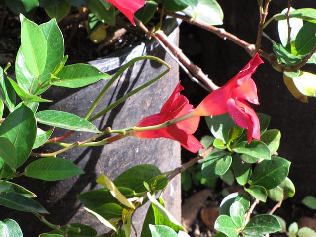 Mandevilla splendens