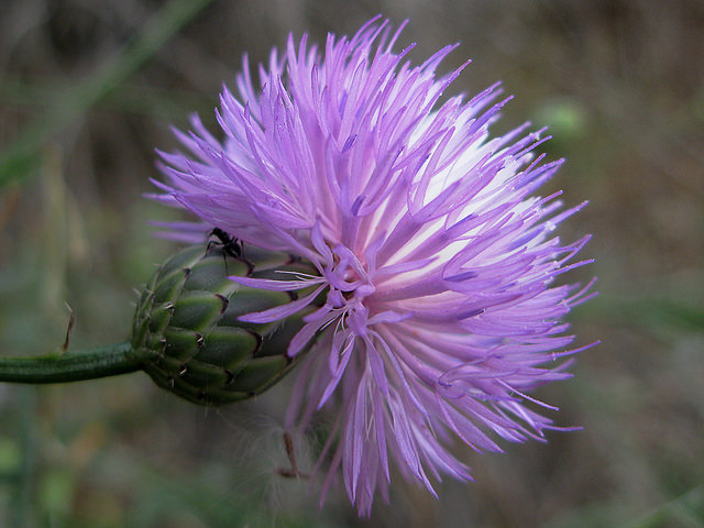 Centaurée de salamanque