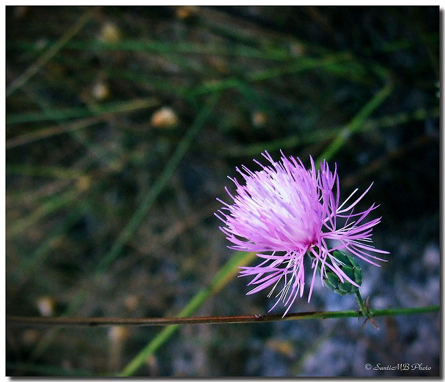 Centaurée de salamanque (Mantisalca salmantica)