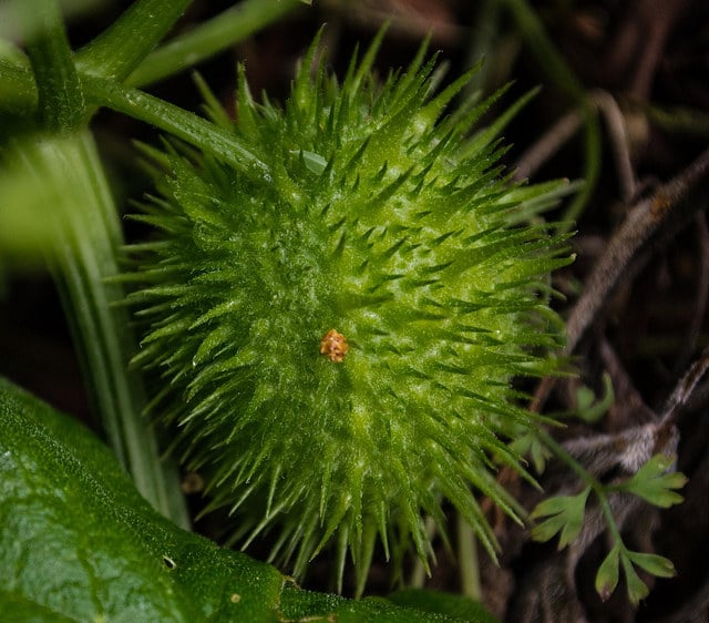 Marah fabaceus