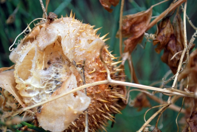 Marah macrocarpa