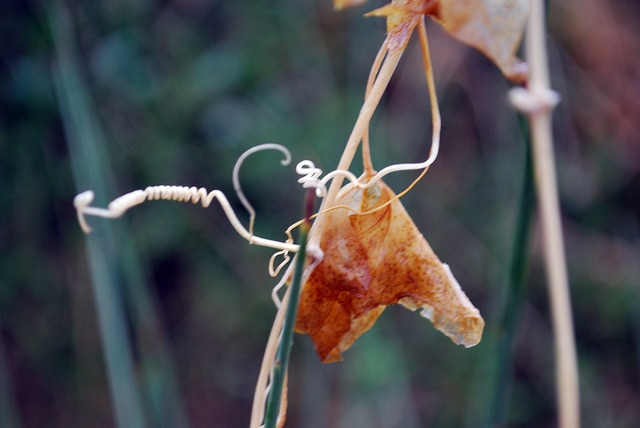 Marah macrocarpa