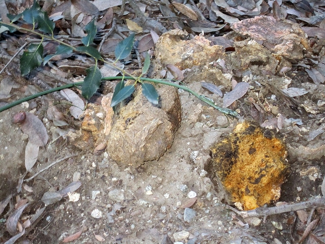 Marah macrocarpa (Marah macrocarpus)