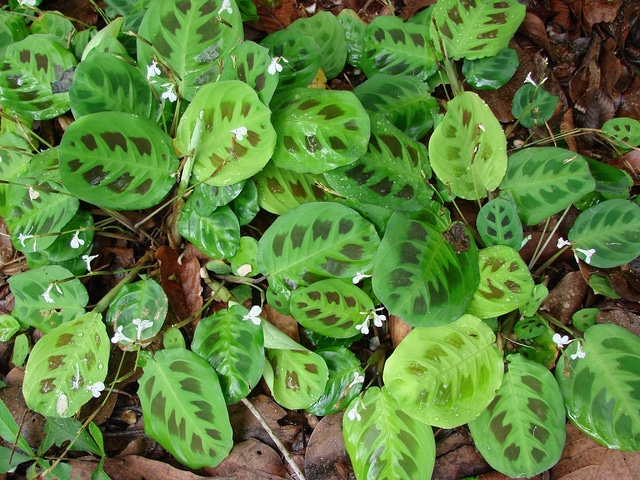 Maranta leuconeura