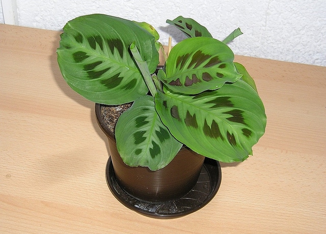 Maranta leuconeura
