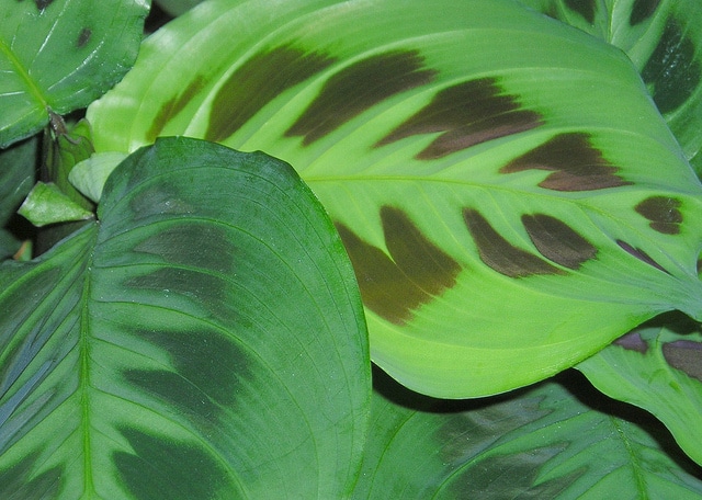 Maranta leuconeura