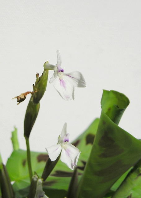 Maranta leuconeura