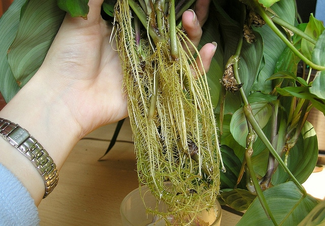 Maranta leuconeura