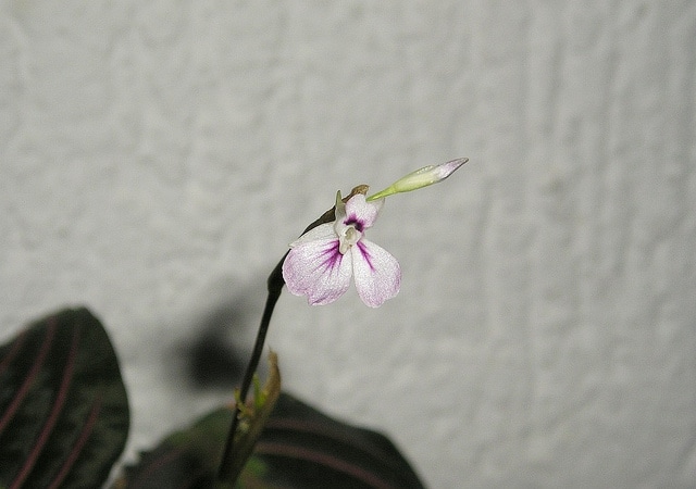 Maranta leuconeura (Maranta leuconeura)