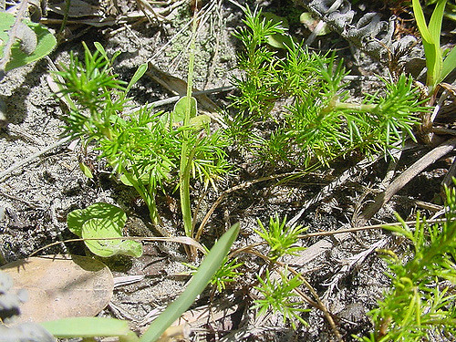Margyricarpus pinnatus