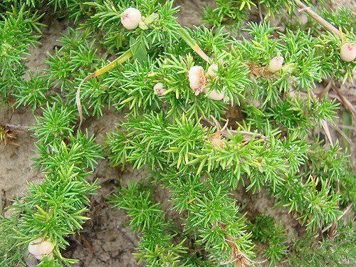 Margyricarpus pinnatus