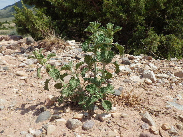 Marrube blanc (Marrubium vulgare)