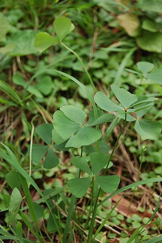 Marsilea drummondii