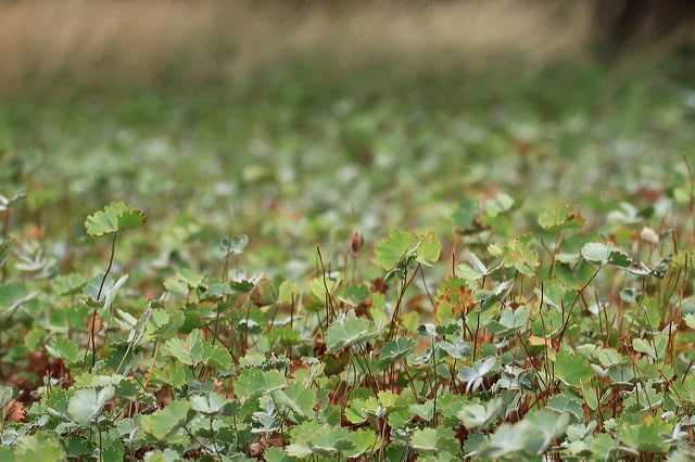 Marsilea drummondii