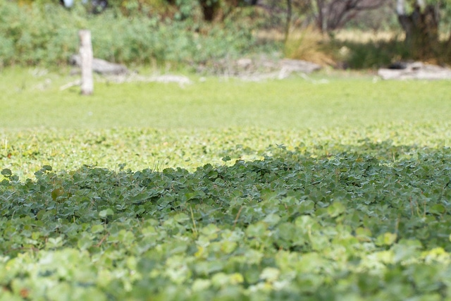 Marsilea drummondii (Marsilea drummondii)