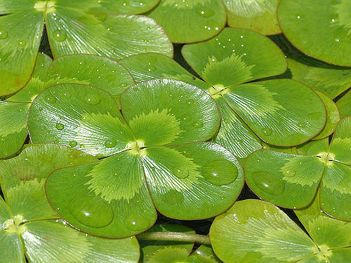Marsilea brownii