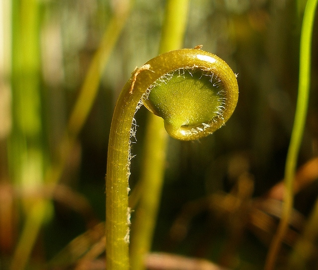 Marsilea brownii