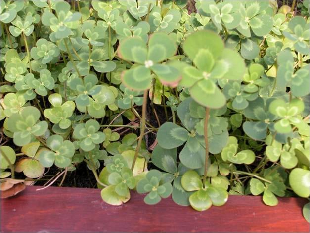 Marsilea brownii