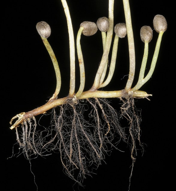 Marsilea brownii