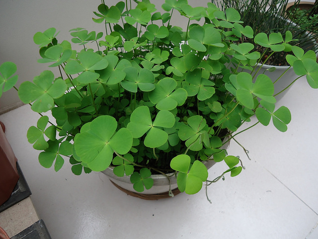 Marsilea quadrifolia