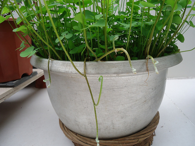 Marsilea quadrifolia