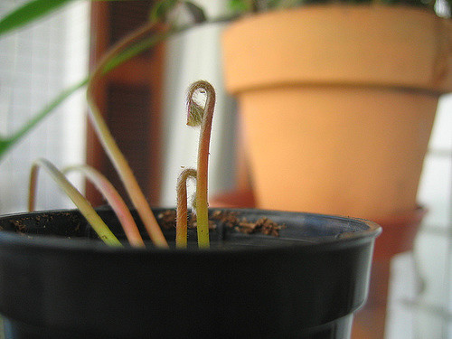 Marsilea quadrifolia