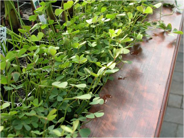 Marsilea quadrifolia