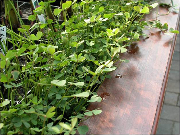 Marsilea quadrifolia