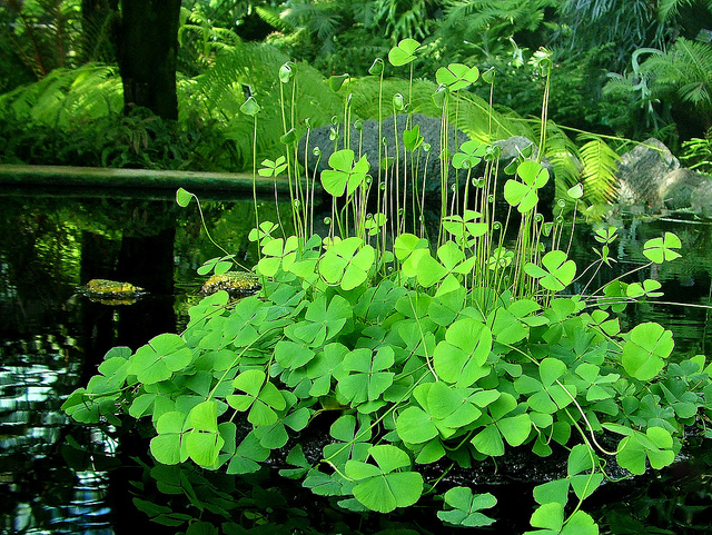 Marsilea quadrifolia (Marsilea quadrifolia)