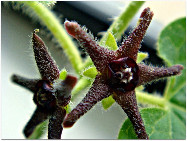 Matelea biflora