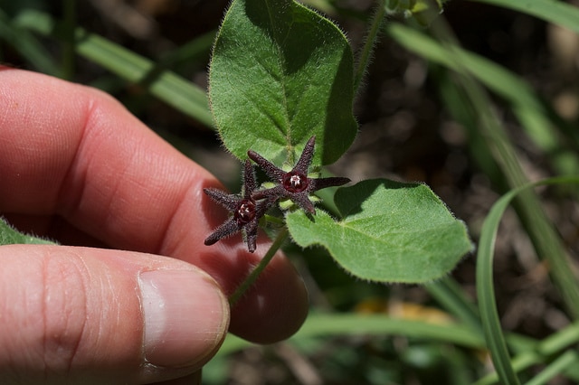 Matelea biflora
