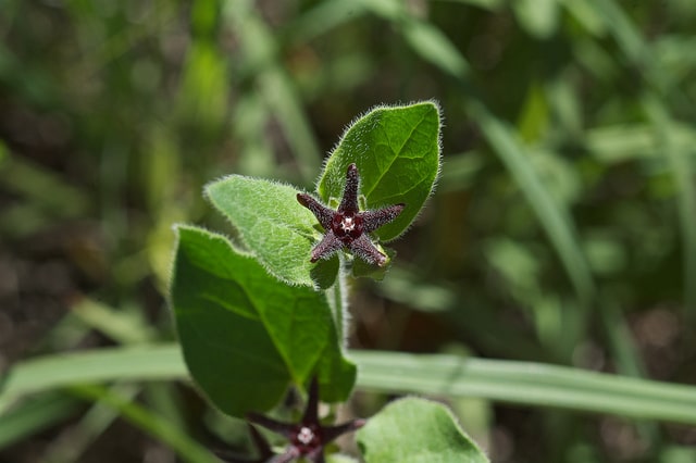 Matelea biflora